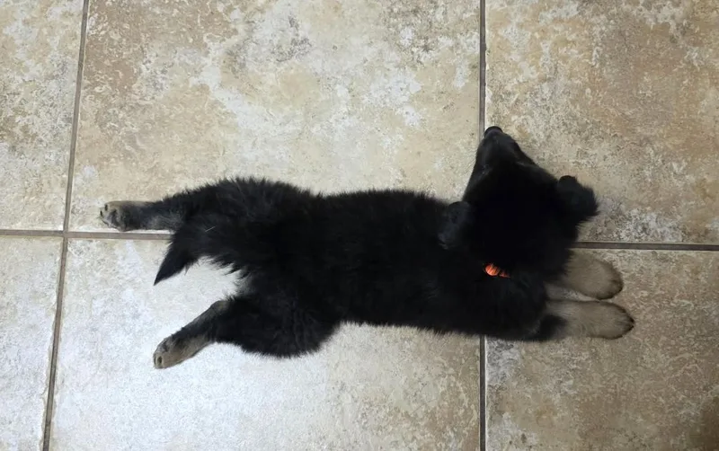 Baloo Sat The Bear thumbnail 5