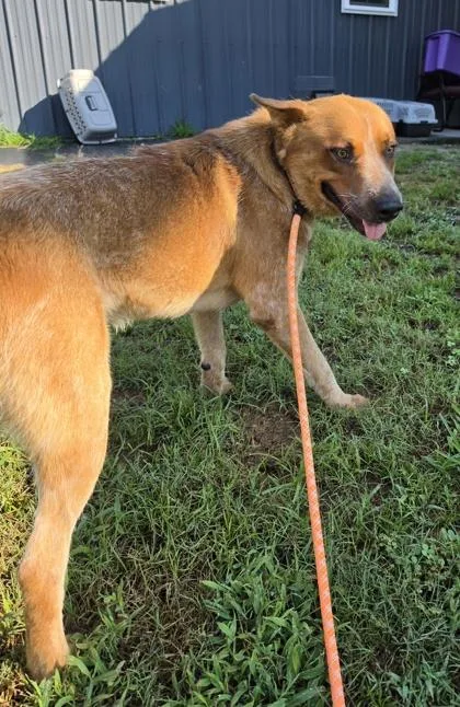 An adult large-sized male Fox Terrier dog named Capybara for adoption in Conway, SC