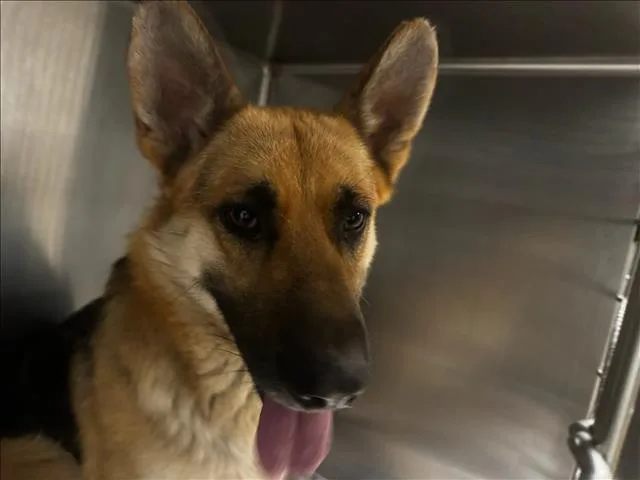 An adult large-sized male German Shepherd Dog dog named Pzto for adoption in Van Nuys, CA