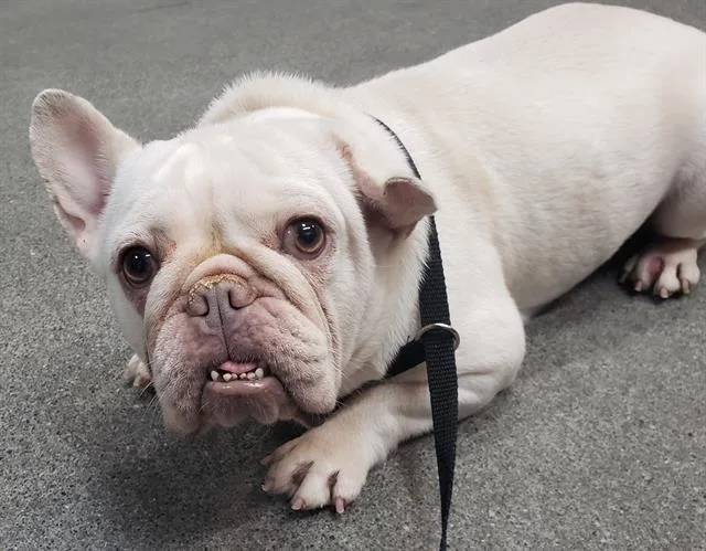 An adult small-sized female French Bulldog dog named Shania for adoption in Fairfield, CA