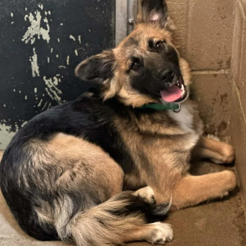 A baby large-sized male Apricot / Beige German Shepherd Dog dog named Sebastian for adoption in Hopkinton, MA