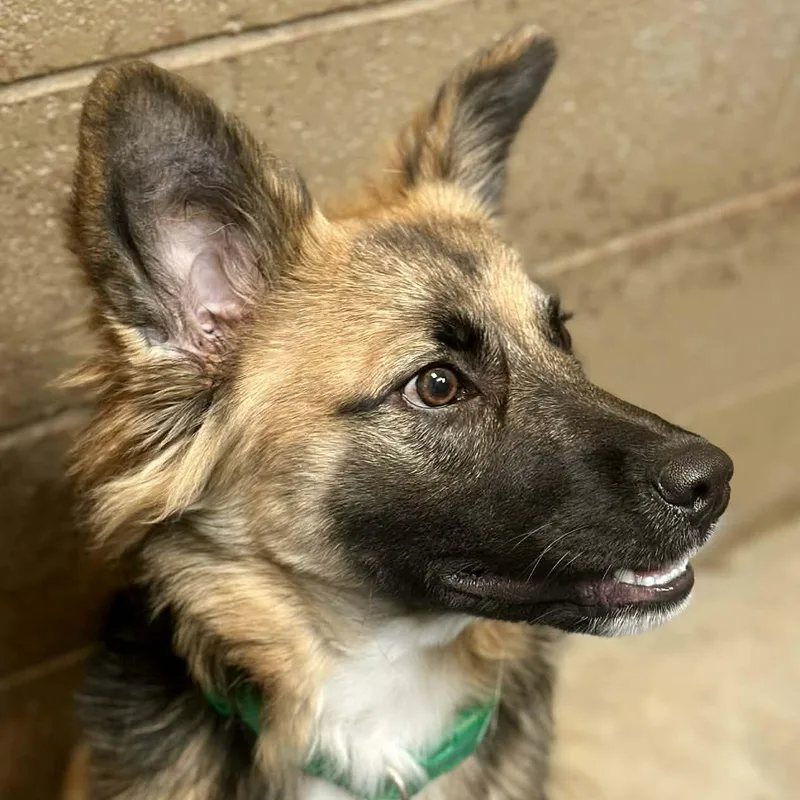 Sebastian thumbnail 3