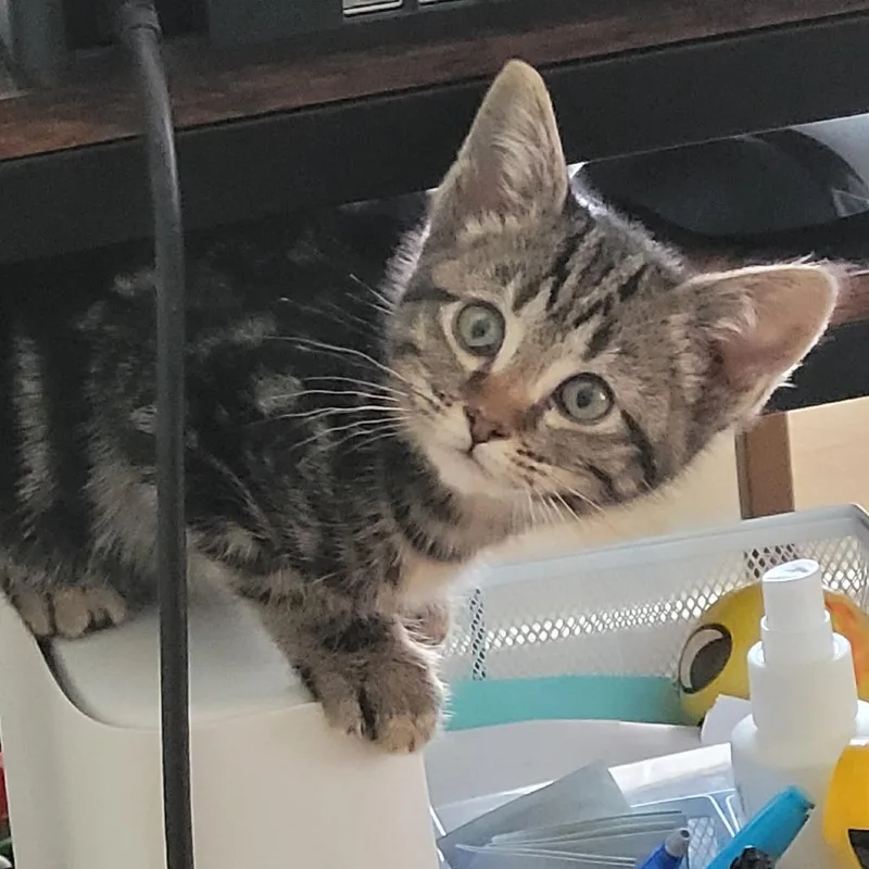 Arya $