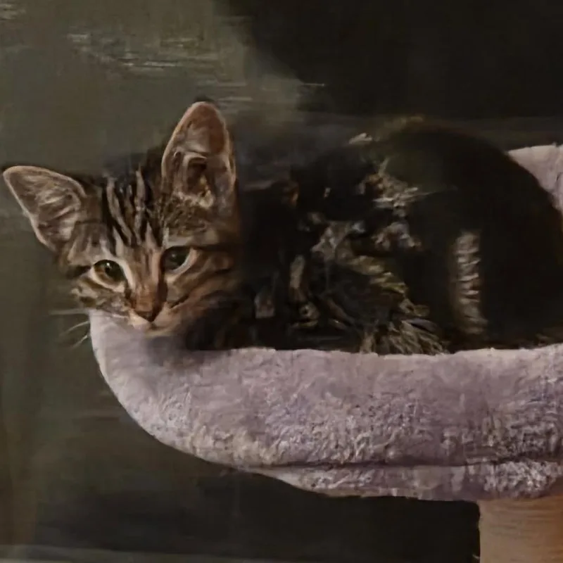 Arya $ thumbnail 2
