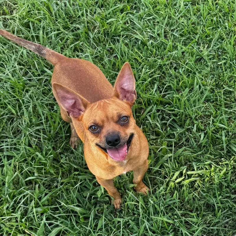 An adult small-sized male Yellow / Tan / Blond / Fawn Chihuahua dog named Bushwhacker for adoption in Brownsboro, AL