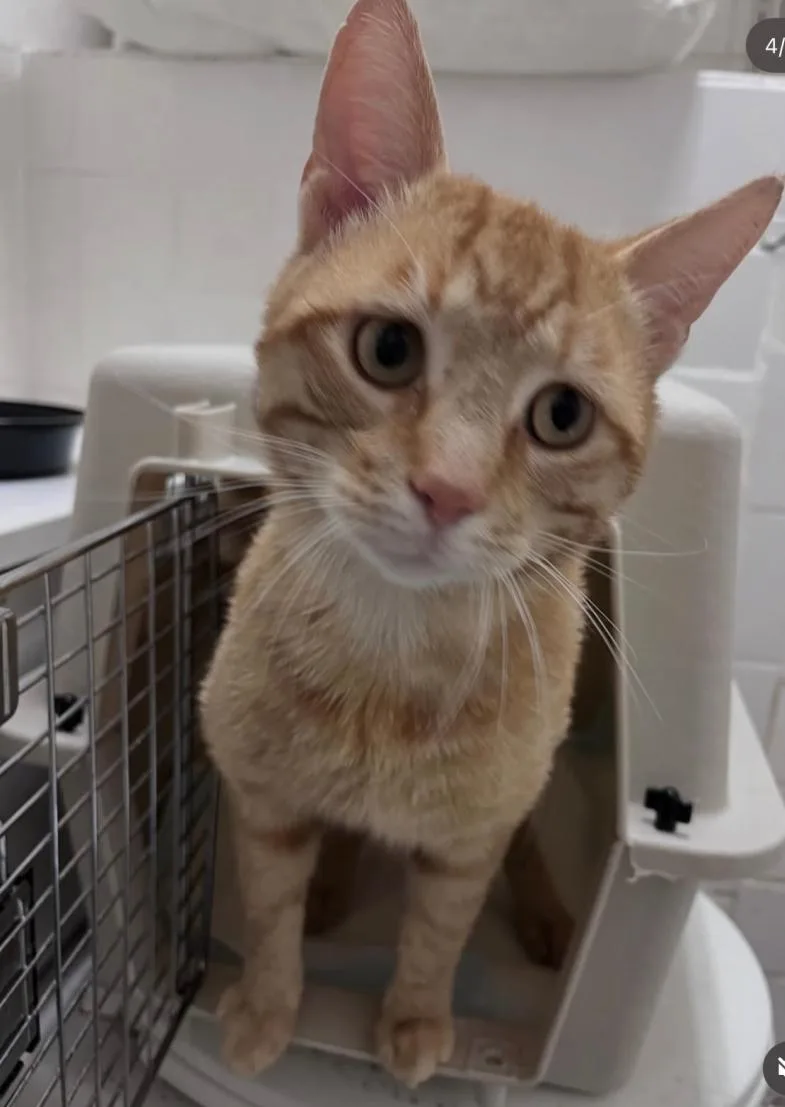 A young medium-sized male Orange / Red Domestic Short Hair cat named Gidget for adoption in Cleveland Heights, OH