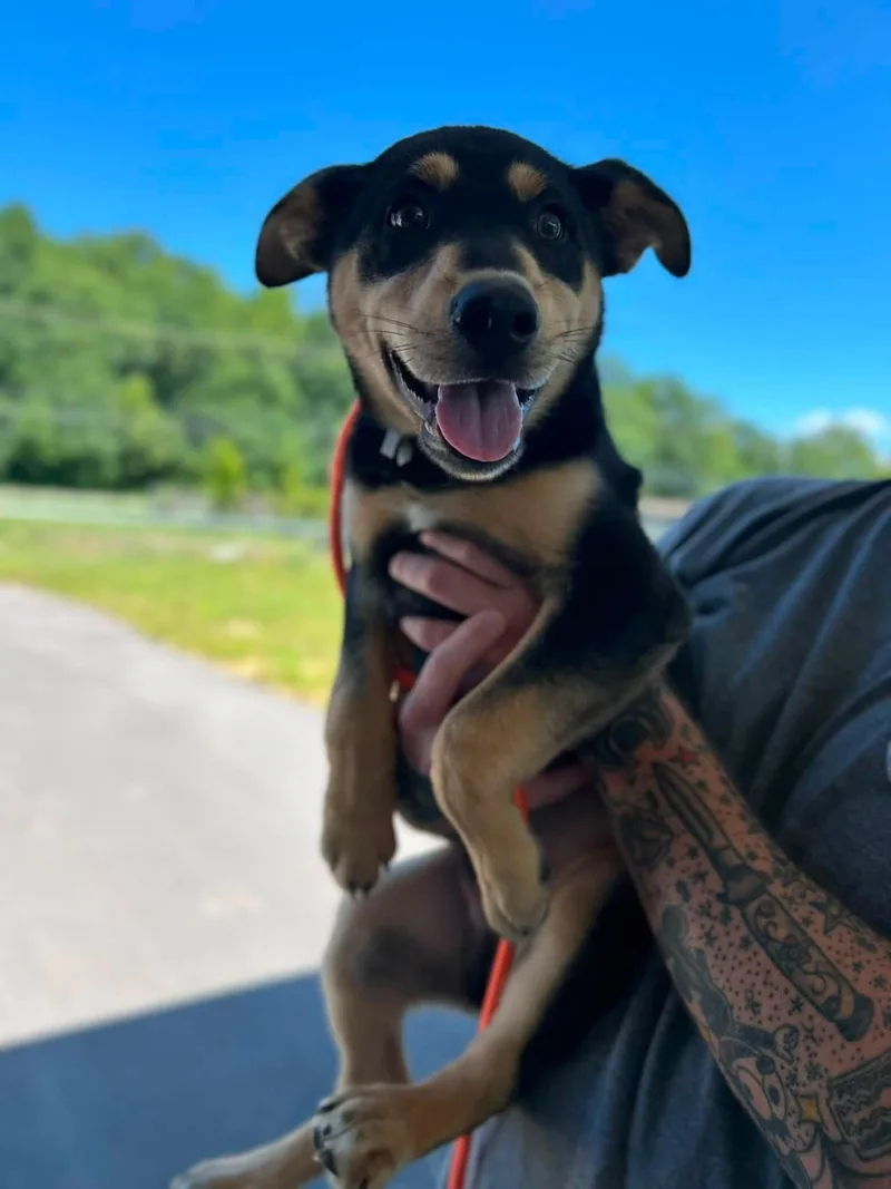 Auggie
