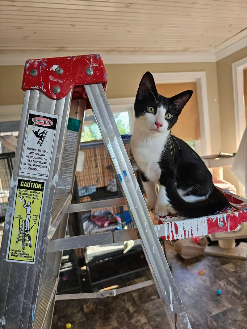 A baby medium-sized male Black & White / Tuxedo Domestic Short Hair cat named Atlas for adoption in Freeland, MI
