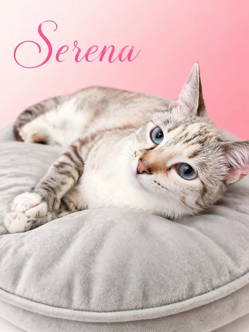 A young medium-sized female Lilac Point Siamese cat named Serena for adoption in Spring Branch, TX