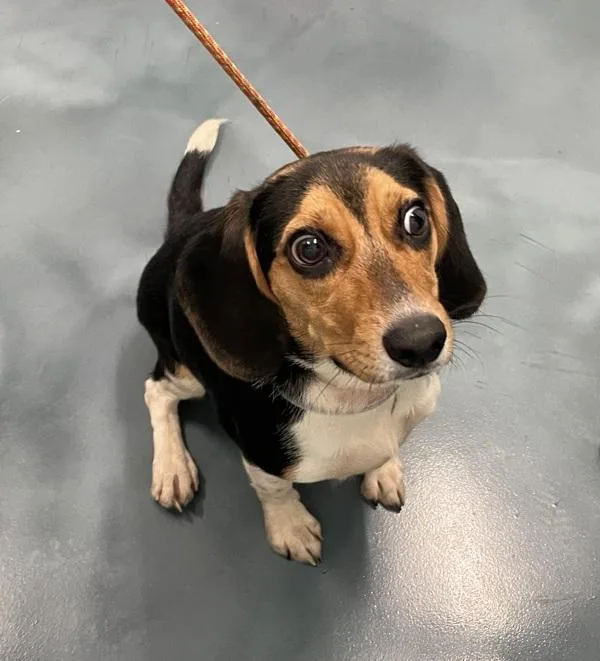 An adult small-sized female Mixed Breed dog named Bagel for adoption in Ridgewood, NY