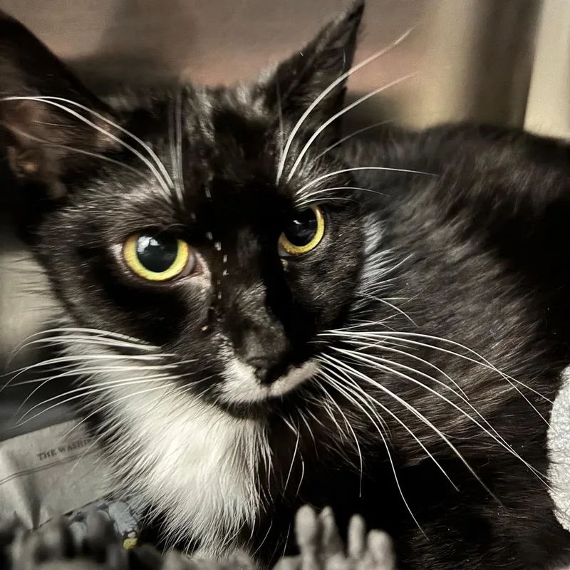 A young medium-sized female Black Domestic Short Hair cat named Geeze Louise for adoption in Charlottesville, VA