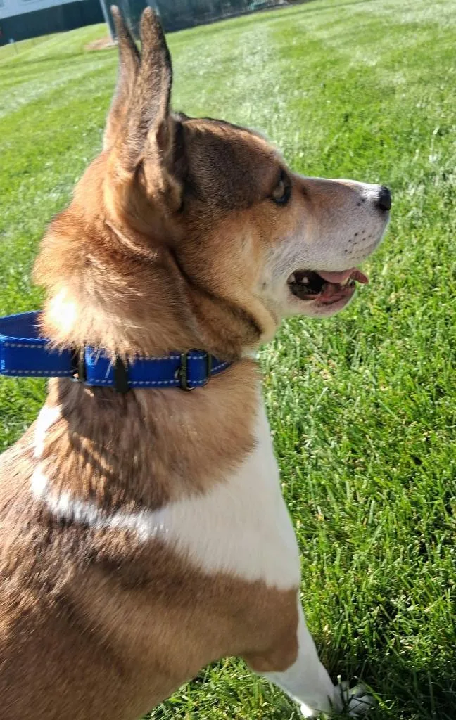 An adult small-sized male Mixed Breed dog named Charle for adoption in Fremont, OH