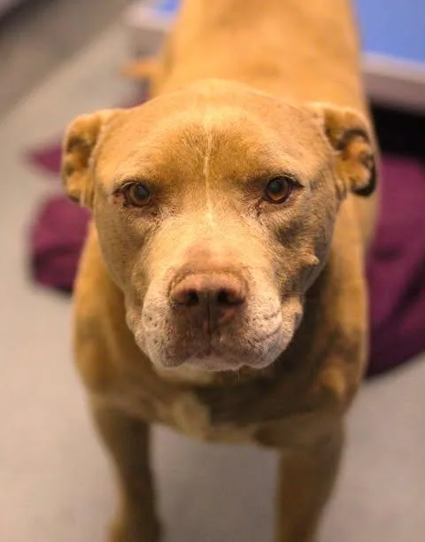 An adult large-sized male Golden Pit Bull Terrier dog named 26-00986 for adoption in Fredericksburg, VA