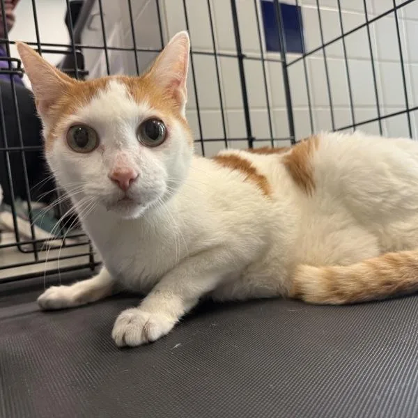 A senior medium-sized male Domestic Short Hair cat named Bently for adoption in Des Moines, IA