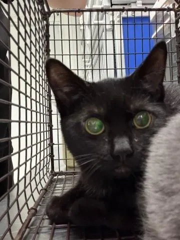 A young small-sized female Domestic Short Hair cat named Khaleesi for adoption in San Bernardino, CA