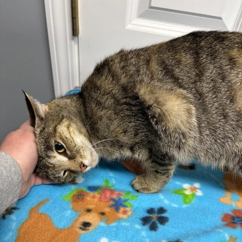 A young medium-sized female Brown / Chocolate Domestic Short Hair cat named Jolene for adoption in Granville, OH