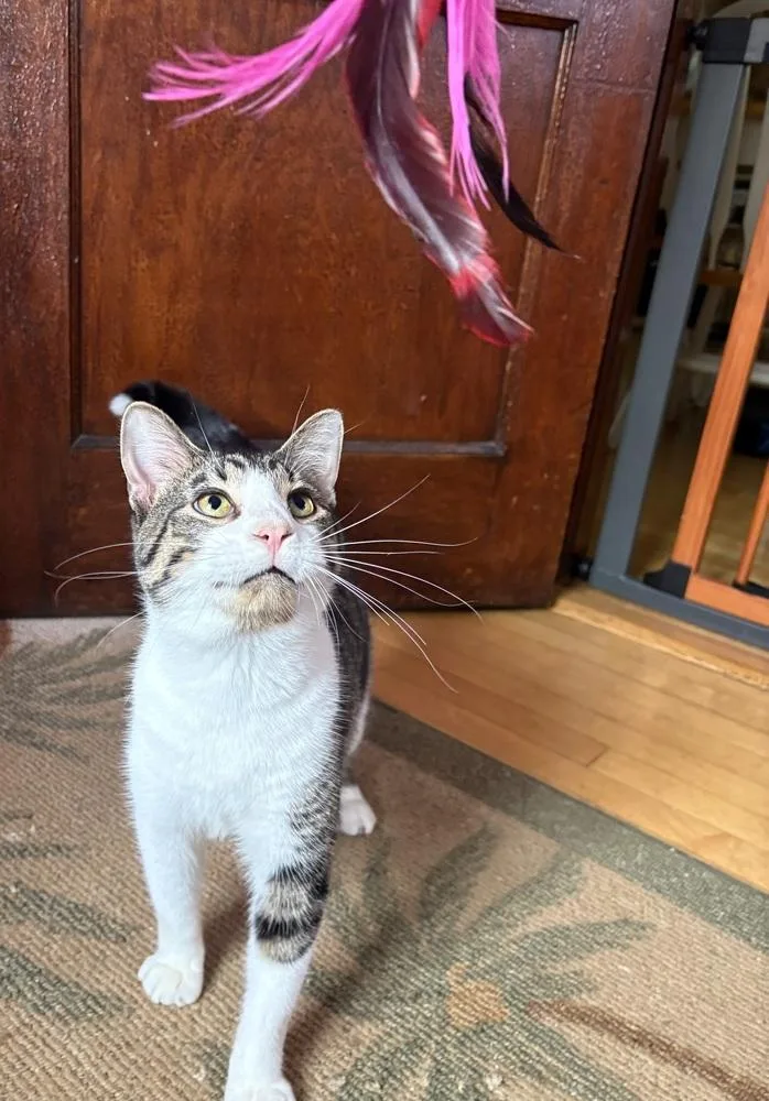 An adult large-sized male Domestic Short Hair cat named Simon for adoption in Chicago, IL