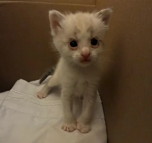 A baby small-sized female Domestic Short Hair cat named Lisa for adoption in Riverside, CA