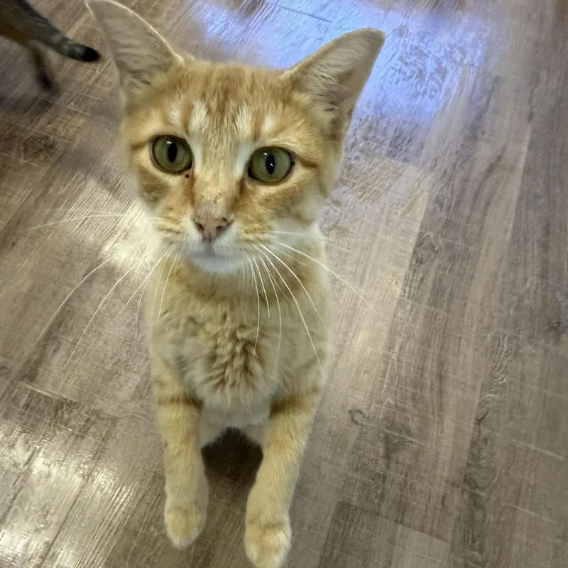 An adult medium-sized female Tabby (Orange / Red) Domestic Short Hair cat named Sunny for adoption in Alma, MI