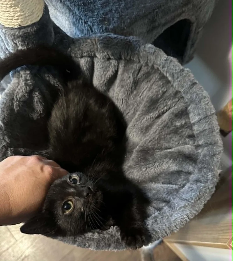 A baby small-sized female Black Domestic Short Hair cat named Squeak for adoption in Tehachapi, CA