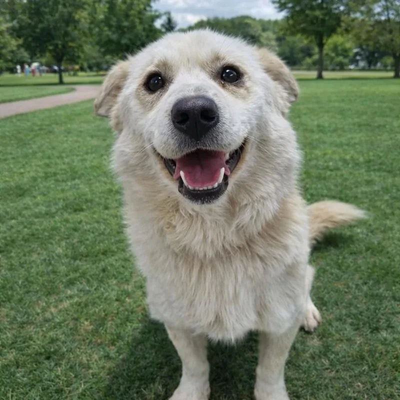 An adult small-sized male Pomeranian dog named Danny for adoption in Duluth, GA