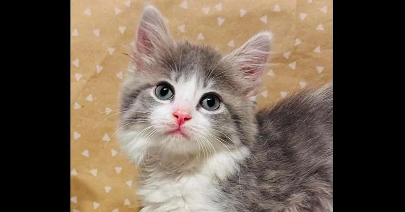 A baby small-sized female Domestic Long Hair cat named Evangeline for adoption in Groveland, MA
