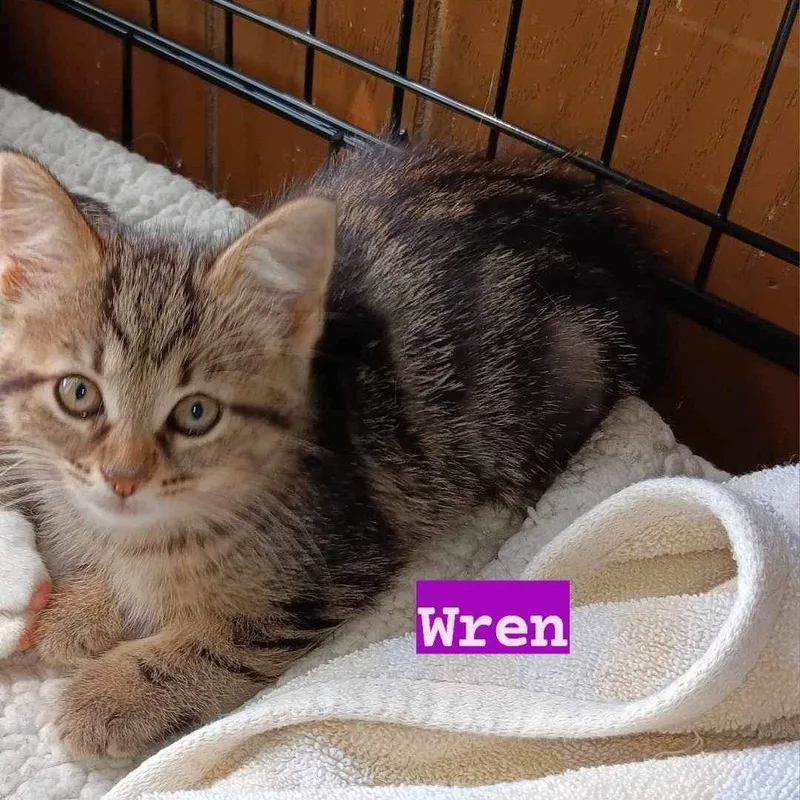 A young medium-sized female Tabby cat named Wren for adoption in Utica, MI