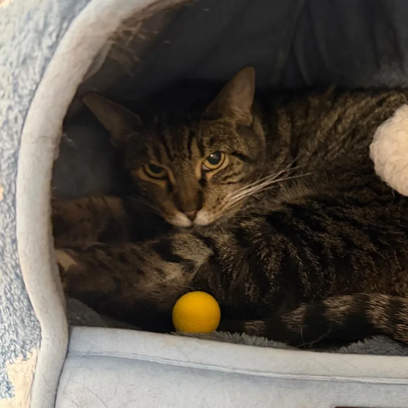 A senior large-sized female Domestic Short Hair cat named Sidney for adoption in Westhampton, NY
