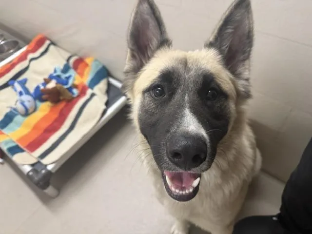 A young medium-sized male Anatolian Shepherd dog named Oso for adoption in Kent, WA