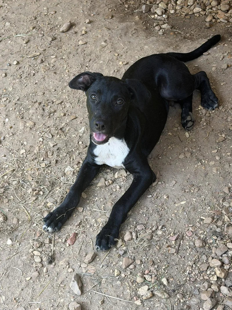 A young medium-sized male Labrador Retriever dog named Thumper for adoption in Jackson, MS