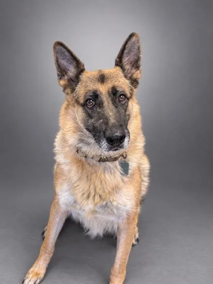 An adult large-sized female German Shepherd Dog dog named Crimson for adoption in Bowling Green, KY