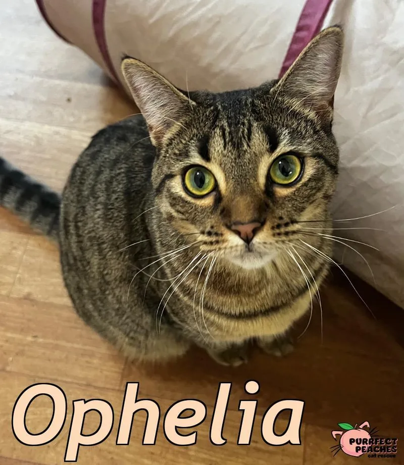 A young medium-sized female Domestic Short Hair cat named Ophelia for adoption in Douglasville, GA