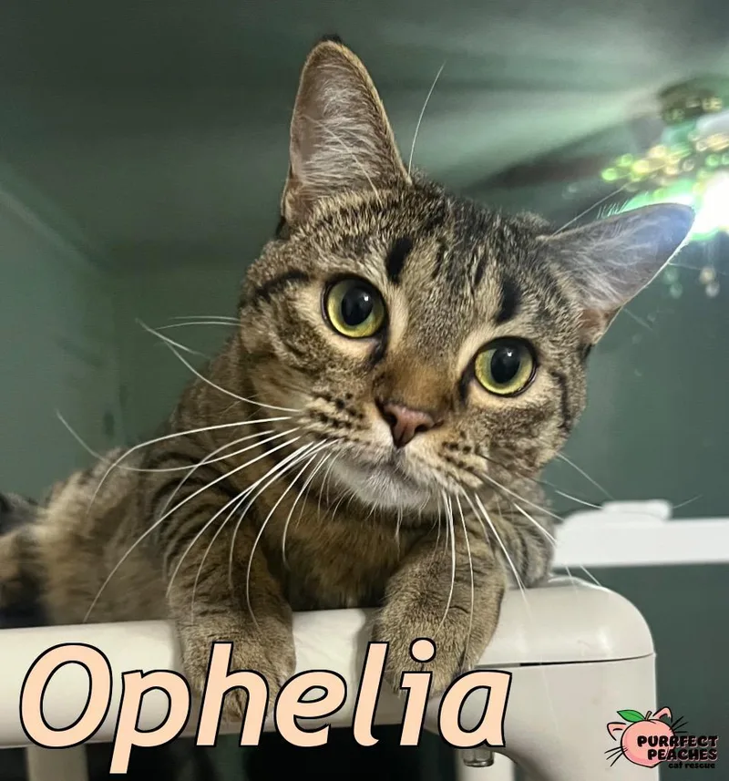 Ophelia thumbnail 5