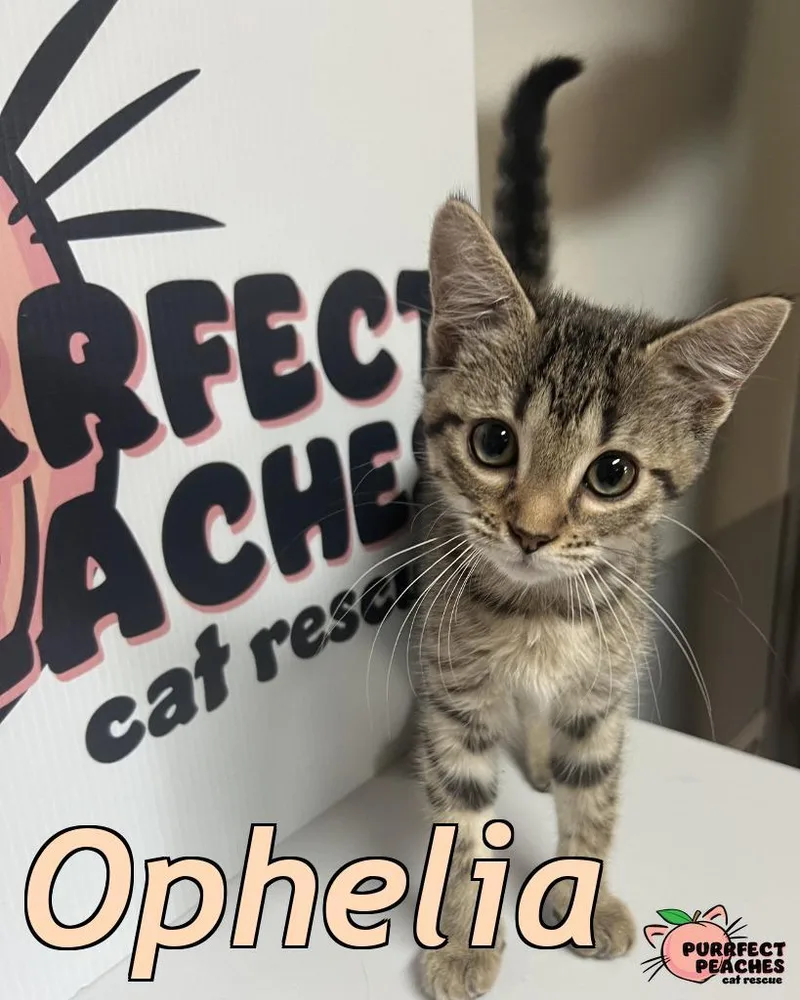 Ophelia thumbnail 6