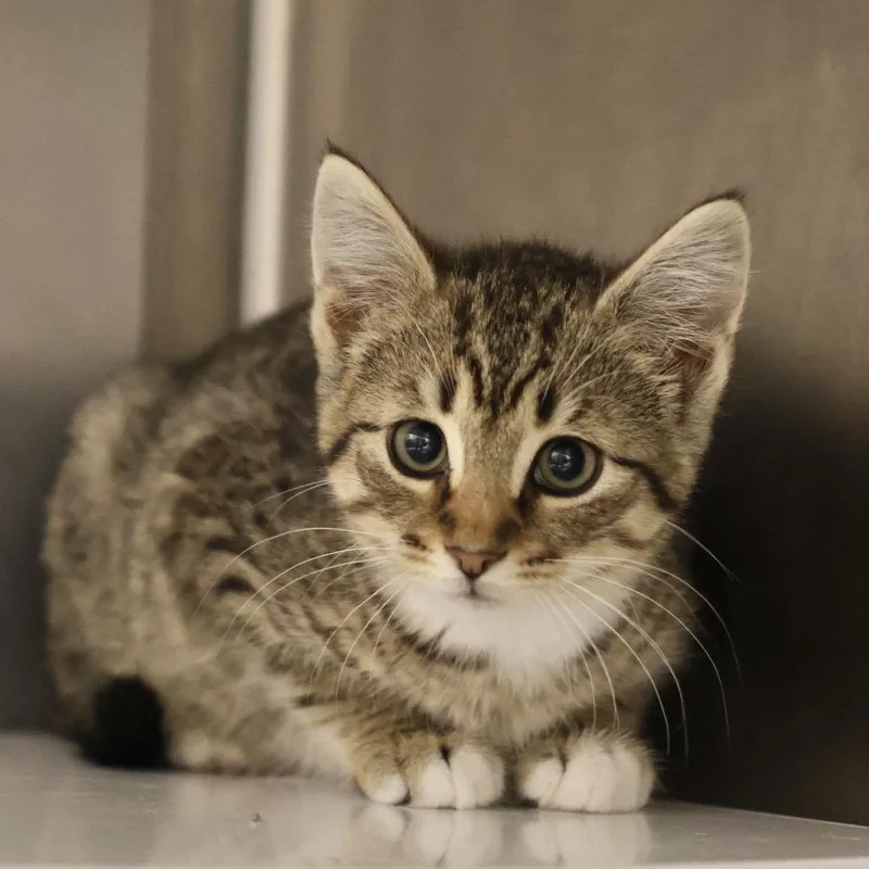 A baby small-sized female Brown / Chocolate Domestic Short Hair cat named Jolie for adoption in Briarcliff Manor, NY
