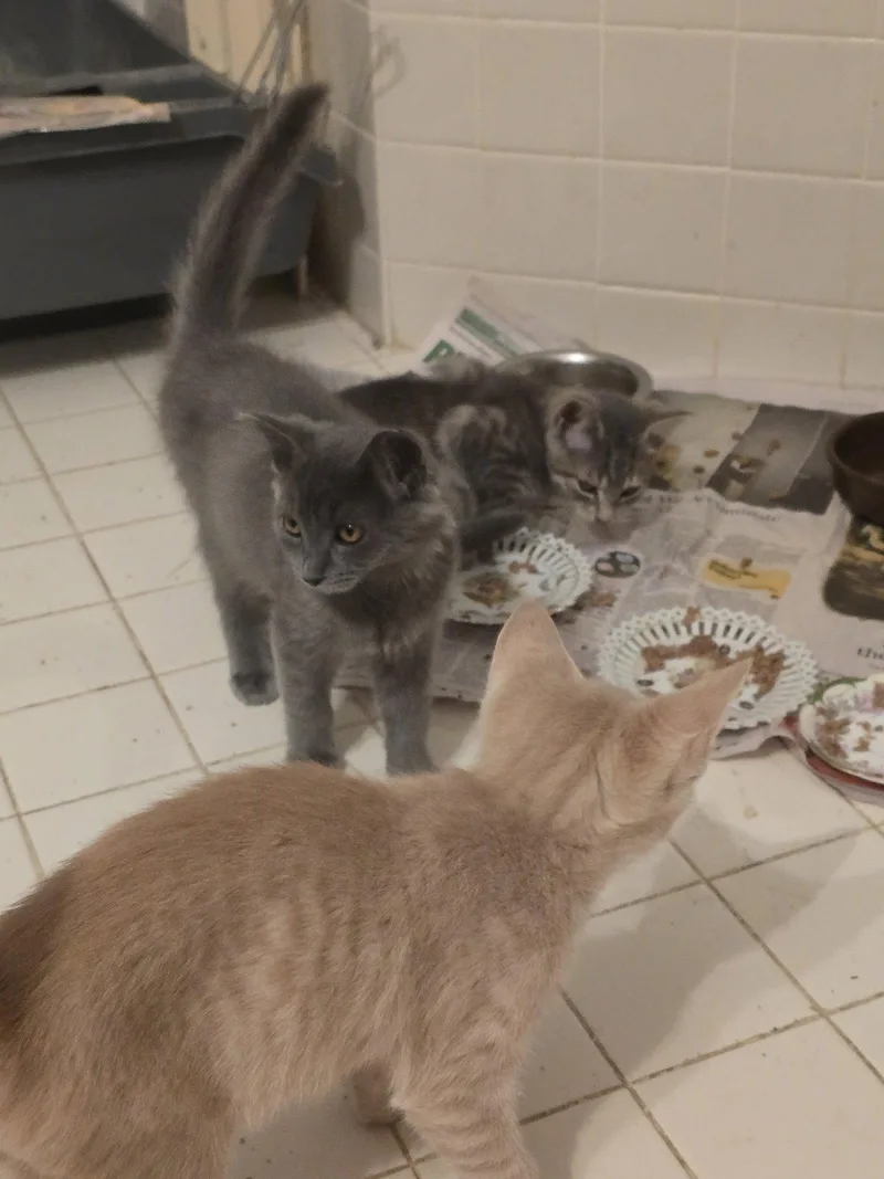 A baby medium-sized male Gray / Blue / Silver Domestic Short Hair cat named Stone Willow Grove for adoption in Greenville, DE