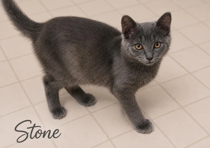 Stone  Willow Grove thumbnail 2