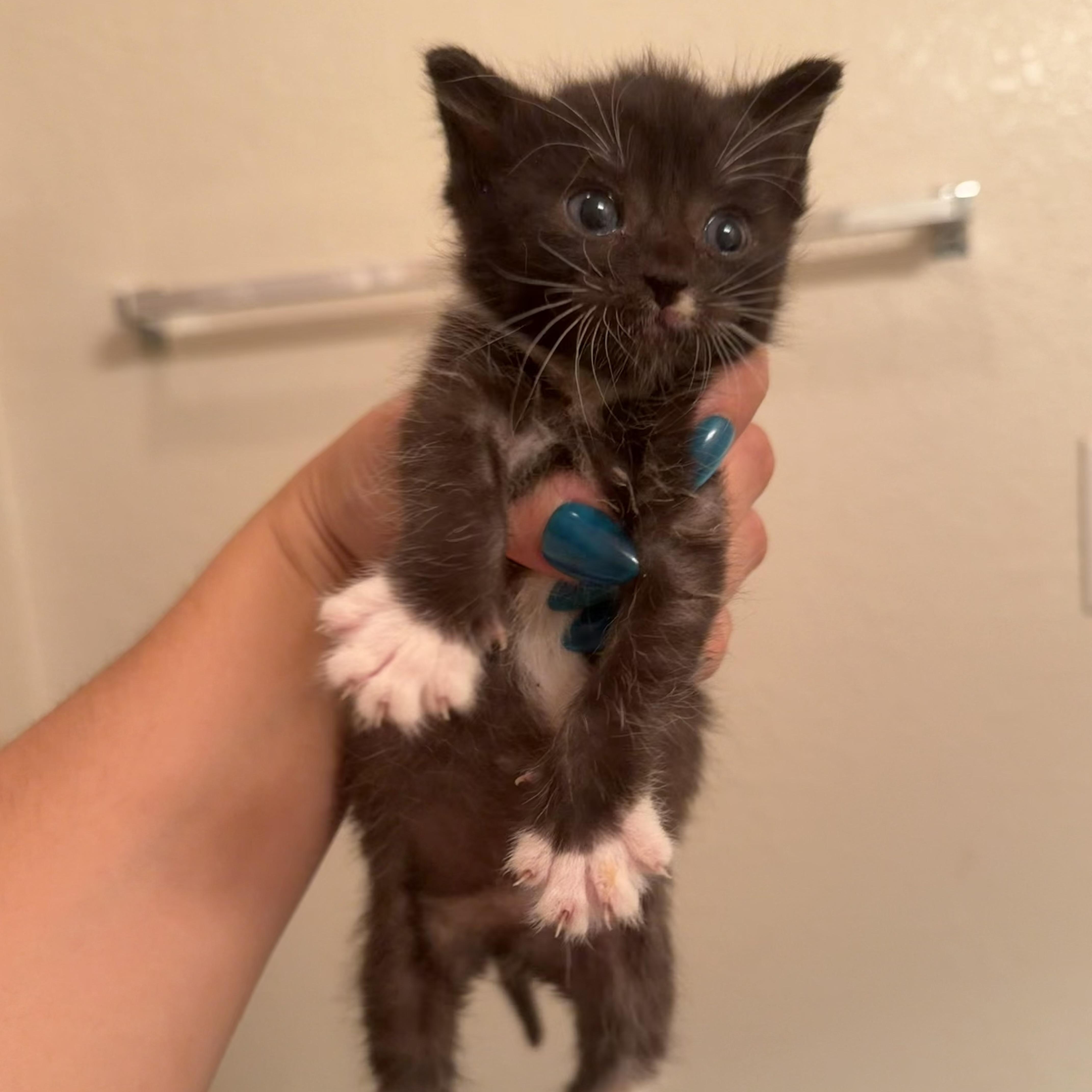 A baby medium-sized female Black & White / Tuxedo Domestic Short Hair cat named Tweety for adoption in jacksonville, FL