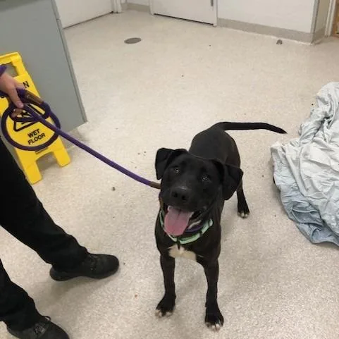 A young medium-sized male Black Labrador Retriever dog named Ronald for adoption in Novelty, OH