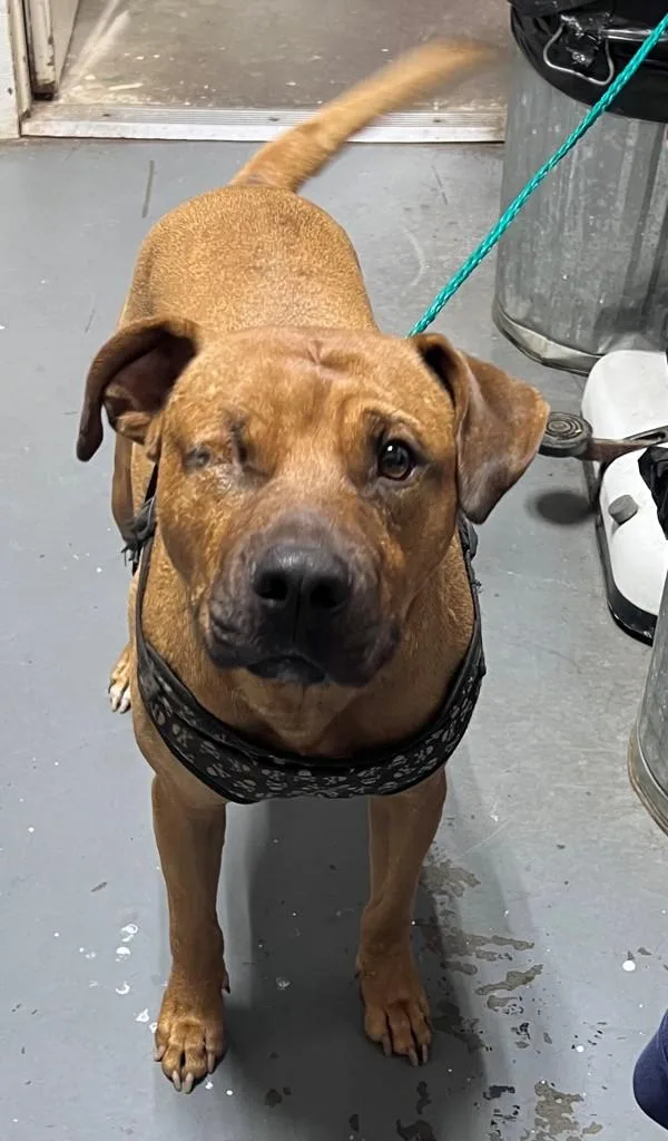 An adult large-sized male Pit Bull Terrier dog named Bear for adoption in Dallas, GA