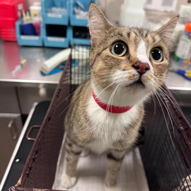An adult large-sized female Domestic Short Hair cat named Sandy for adoption in Chicago, IL