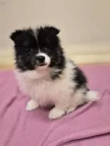A baby medium-sized female Pomsky dog named Sweetie for adoption in Woodstock, IL