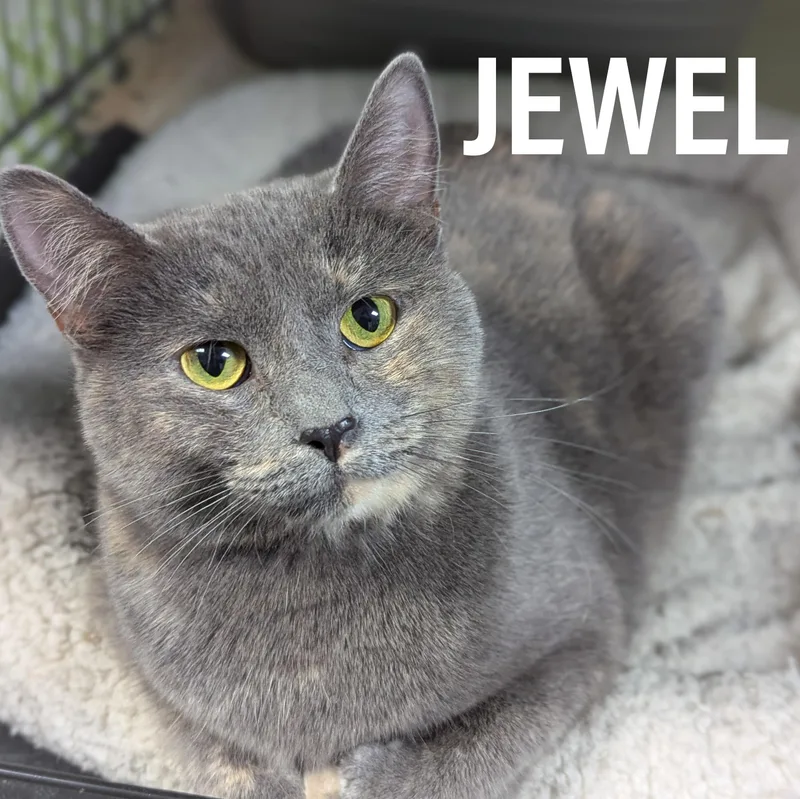 Jewel