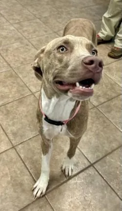 An adult medium-sized female Hound dog named Ladybug for adoption in Gainesville, FL