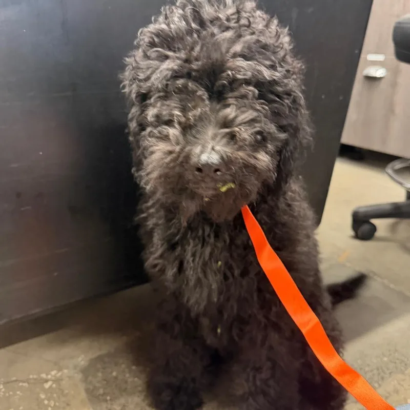 A baby small-sized female Black Poodle dog named Reign for adoption in Tampa, FL