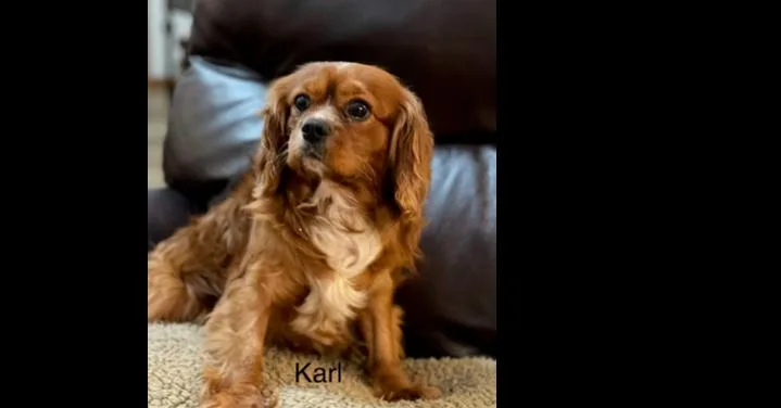 An adult small-sized male Cavalier King Charles Spaniel dog named Cavalier King Charleskarlton for adoption in Omaha, NE