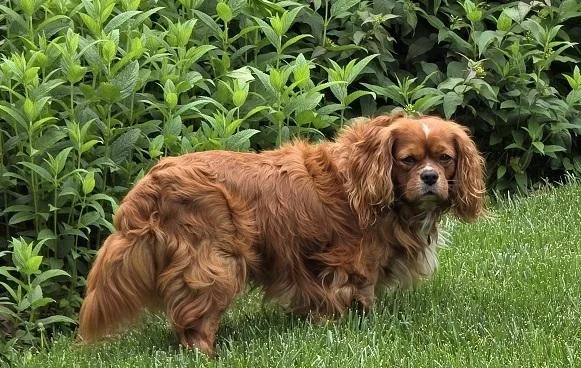 Cavalier King Charleskarlton thumbnail 2