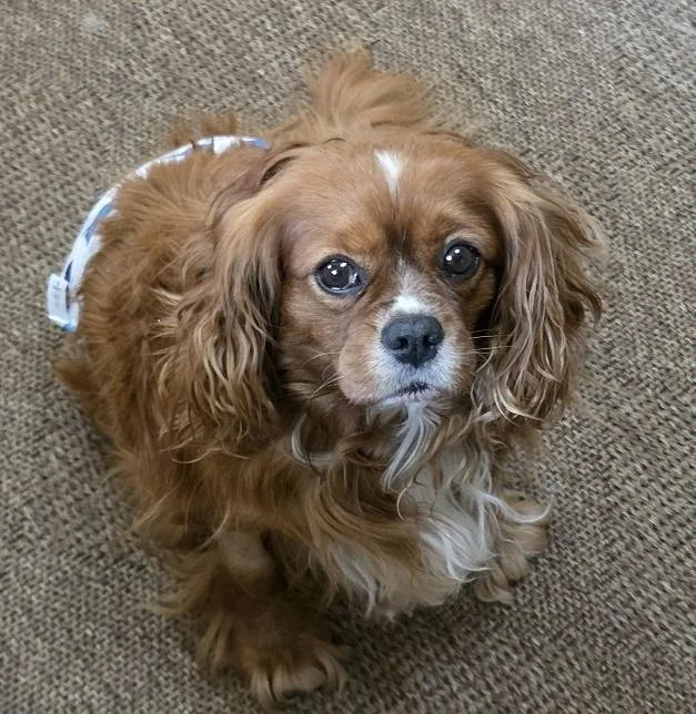 Cavalier King Charleskarlton thumbnail 3