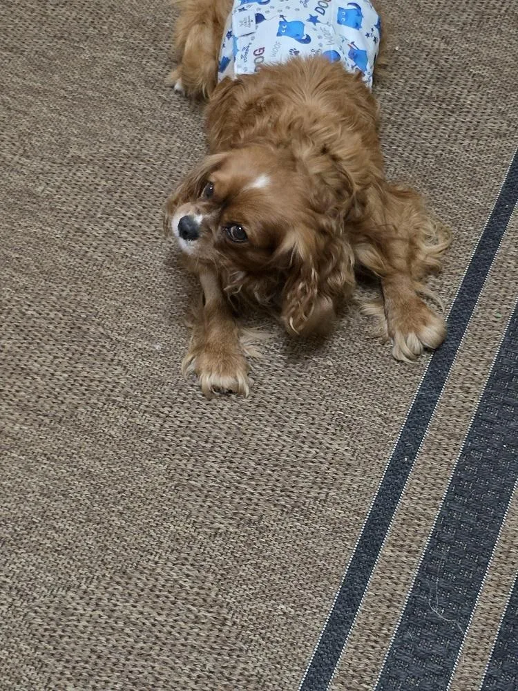 Cavalier King Charleskarlton thumbnail 4