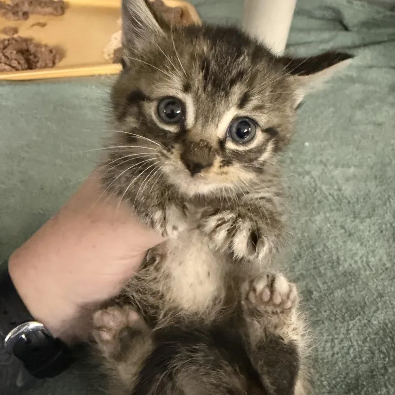 A baby small-sized female Brown / Chocolate Domestic Short Hair cat named Gordita for adoption in Marion, VA
